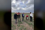 Tekirdağ’da anıza kanola ekimi