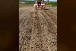 Tekirdağ’da ayçiçeği tohumları anıza ekim yöntemiyle toprakla buluştu