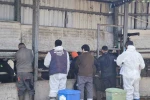 Tekirdağ’da ithal damızlık hayvanlar için sıkı sağlık denetimi