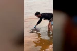 Tekirdağ’da ölü caretta caretta kıyıya vurdu