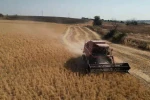Tekirdağ’da sertifikalı nohut hasadı