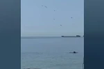 Tekirdağ’da yunuslar kıyıya yakın görüntülendi