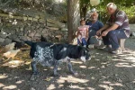 Tilkiler kümeslere dadandı, aileler gündüz nöbette