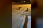 Tilkileri için yaylayı terk edip şehre gidemiyor
