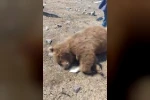 TIR’ın çarptığı boz ayı telef oldu