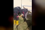 TJK Şanlıurfa Hara ve Aşım İstasyonu’nda skandal görüntüler
