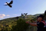 Tokat’ta 100 keklik doğaya bırakıldı 