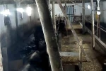 Tokat’ta ahırın çatısı çöktü