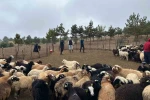 Tokat’ta çobanlara hayvan sağlığı eğitimi