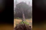 Tokat’ta fırtınada ağaçlar devrildi