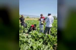 Tokat’ta hasat öncesi pestisit denetimi yapıldı