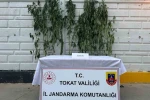 Tokat’ta kenevir operasyonunda 1 kişi yakalandı