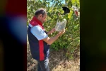 Tokat’ta ürün kayıplarını önlemek için feromon tuzakları devrede