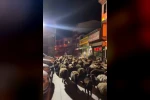 Tokat’ta yayla göçünde yüzlerce koyun şehir merkezinden geçti
