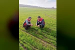 Tomarza’da zirai don uyarısı sonrası saha kontrolleri devam ediyor