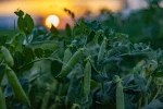Toprağın bereketi SuperFresh’in ‘hasat’ıyla yılın 365 günü sofralarda