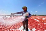 Torbalı’da domatesler güneşe serildi, ova kırmızıya büründü