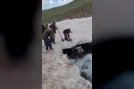 Tortum’da buzullarda dana kurtarma operasyonu