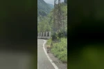 Trabzon’da ilk kez görüntülendi; Çengel boynuzlu dağ keçisi yavrusu karayoluna indi
