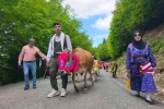 Trabzon’un Şalpazarı ilçesinde geleneksel yayla göçü başladı