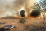 Trafo yangını ağaçlık alanı yok etti