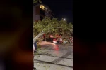 Tramvay hattına düşen dal seferleri aksattı
