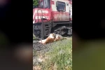 Tren çarpması sonucu raylara sıkışan ineğin telef olmaması için saniyelerle yarıştılar