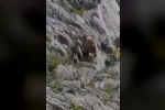 Tunceli’de anne ayı ve yavruları görüntülendi