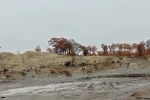 Tunceli’de dağ keçisi sürüsü görüntülendi 