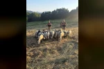 Tunceli’de kayıp küçükbaş hayvanlar dron desteğiyle bulundu