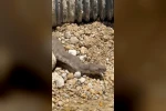 Tunceli’de koca engerek yılanı görüntülendi 