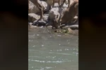 Tunceli’de koruma altındaki dağ keçileri görüntülendi