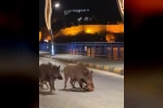 Turizm kentlerini istila eden domuz sorunu her geçen gün büyüyor