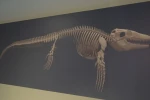 Türk profesör, Asya’da ilk kez keşfedilen "denizlerin dinozoru"nu anlattı