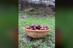 Türkeli’de kestane sezonunda vatandaşlar ormana akın etti
