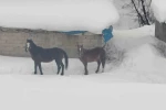 Türkiye-İran sınırında terk edilen 2 at kurtarıldı