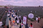 Türkiye'nin en büyük lavanta bahçesinde festival heyecanı