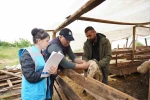 Tuzla’da kurban pazarlarında sıkı denetim: ’Kaçan boğa timi’ kuruldu