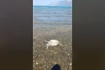 Ula’da sahilde Caretta Caretta bulundu