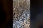 Uluabat Deresi’nde binlerce balık ölü bulundu 
