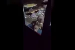 Uludağ’da ayı ailesi kamerada...Ani hareket paniğe neden oldu