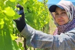 Üreticiler üzüm için zamana karşı yarışıyor