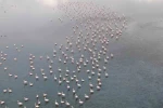 Urmiye Gölü kuruyunca flamingolar Van’a akın etti
