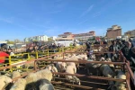 Uzun süredir kapalı olan canlı hayvan pazarı açıldı