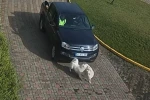 Valilik Konağı’ndaki "köpek ölümü" olayının görüntüleri ortaya çıktı