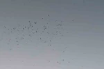 Van Gölü üzerinde kuş sürüsünün görsel şöleni