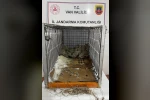 Van’da keklik avına 75 bin 303 TL idari para cezası 