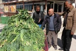 Van’da şifa kaynağı ‘çiriş otu’ tezgahlardaki yerini aldı 