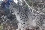 Van’da vaşak görüntülendi