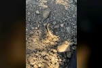 Vişne toplarken akrep sokan şahıs hastaneye kaldırıldı